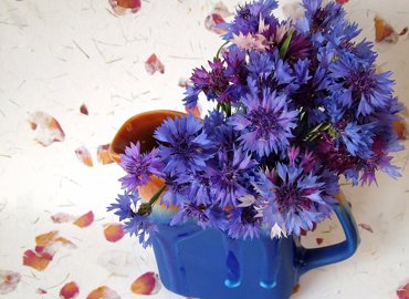 flowers-blue-1538688.jpg
